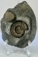 Ammonite Grammoceras Fossil In Iron Pyrite Genuine Whitby Jurassic Coast UK