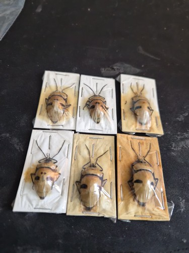 Man faced stink bugs - bugs, insect
