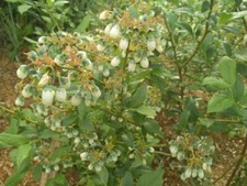 Blueberry Plants In Pots Ready To Plant 'Bluegold' Vaccinium corymbosum 3L Pot