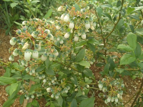 Blueberry plants pots - in,