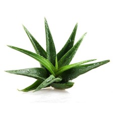 ALOE VERA Viable Seeds - Medicinal Plant - UK Stock