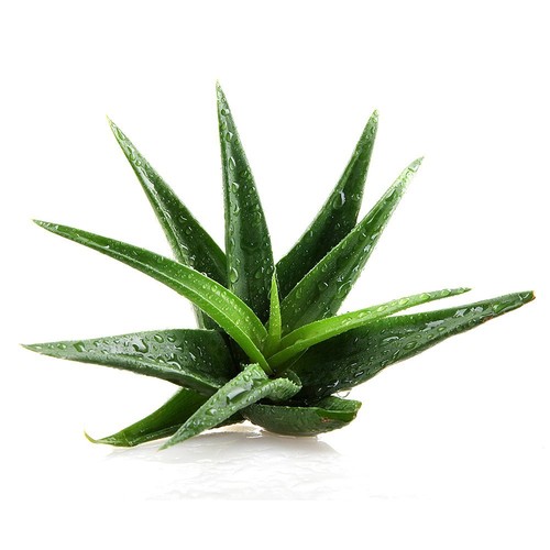 Aloe vera seeds medicinal - aloe,