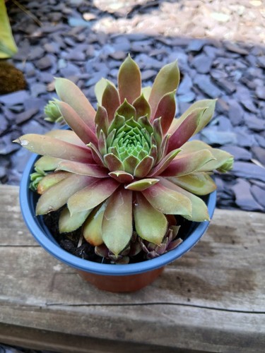 Sempervivum purple dazzler - sempervivum,