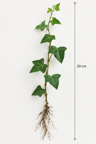 Hedera helix english ivy - 5x,