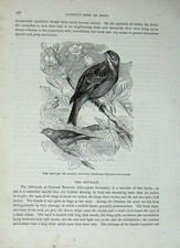 Old Antique Print Cassell'S Birds C1870 Ortolan Garden Bunting Passerine 19th