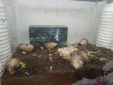 Giant African Land Snails