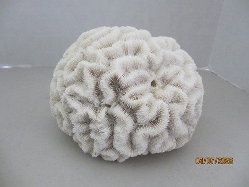 Large natural brain coral - large,