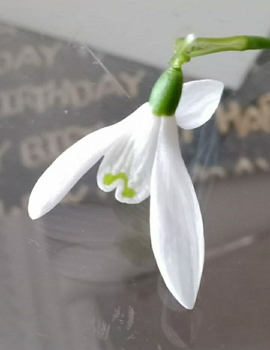 Very rare snowdrops - snowdrops., galanthus