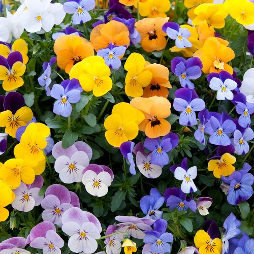 Pansy viola teardrops 20 - 'teardrops',,