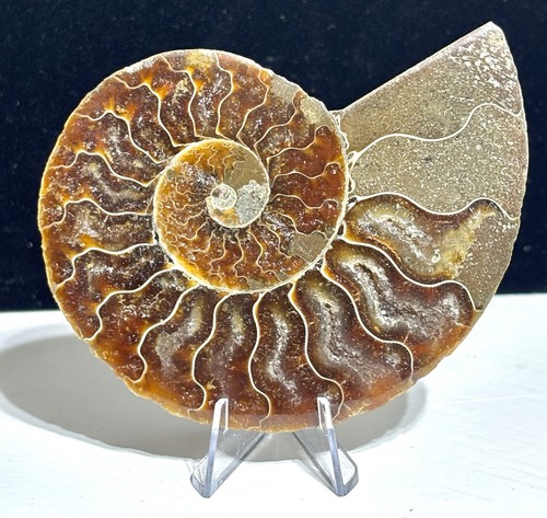 8cm ammonite crystal - 7.8cm,