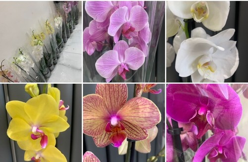 Orchid house plant 70cm in - house,