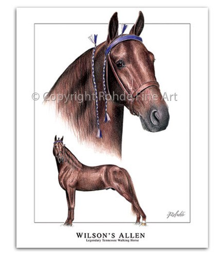 Tennessee walker walking horse - tennessee,