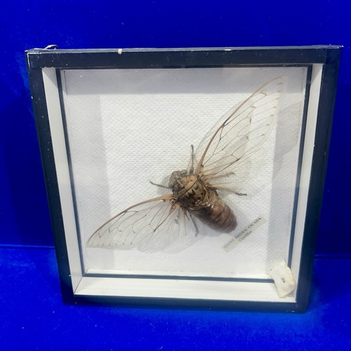 Vintage framed giant brown - vintage,