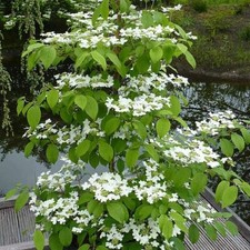 Viburnum Kilimanjaro Sunrise