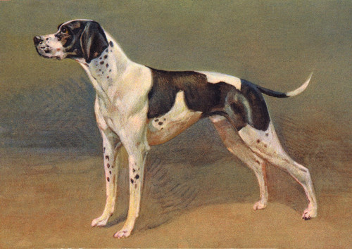 Pointer dog greeting card - pointer,