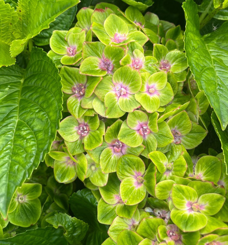 Hydrangea garden outdoor - hydrangea,,