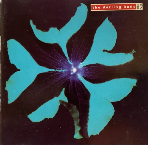 The darling buds crawdaddy - the,