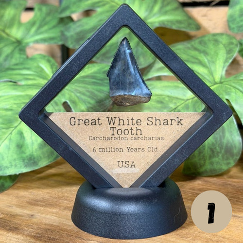 Great white shark tooth - great,