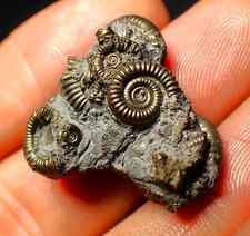 Full pyrite multi-ammonite