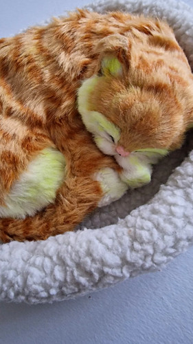 Orange ginger tabby cat - tabby,