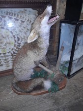 Taxidermy Fox Interesting