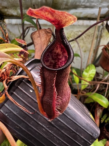 Nepenthes izumeae exact - izumeae,,
