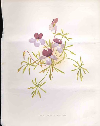 Original old antique - original, print