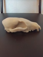 Taxidermy Fake Fox's  Skull