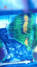 WYSIWYG Raja Rampage Chalice LPS coral marine frag salt not SPS Zoa carbon 8