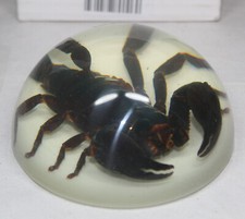 BLACK SCORPION ENCASED IN