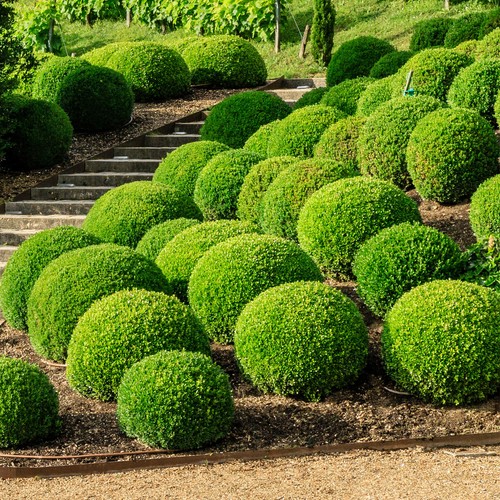 Buxus ball plant - ball, evergreen