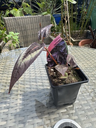Persicaria microcephala red - persicaria,