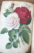 1859 The Gardener's Assistant- Robert Thompson 12 Hand Coloured Plates