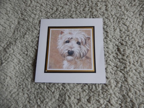 West highland terrier dog - terrier,