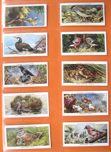 Birds their young - , john