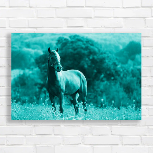 Horse animal discover - horse,