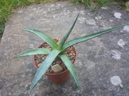 Agave utahensis nevadensis - agave,