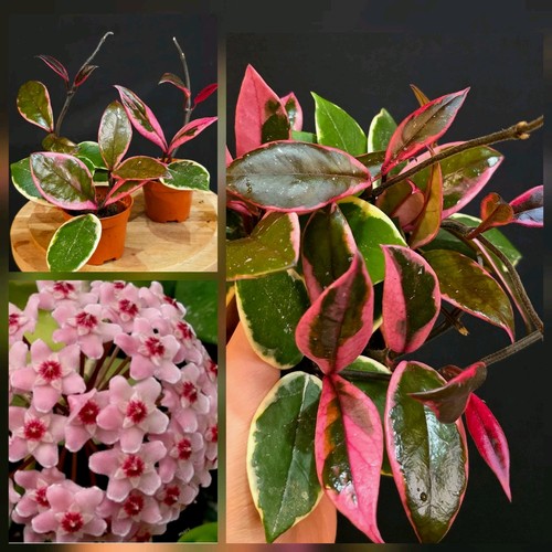 Hoya pink flamingo bushy - 1x,
