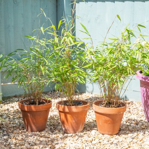Umbrella bamboo plant - t&m,