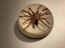 Real Office Insect Paperweight Spider Specimens