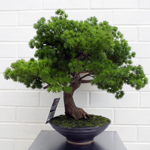 Artificial bonsai tree premium - bonsai,