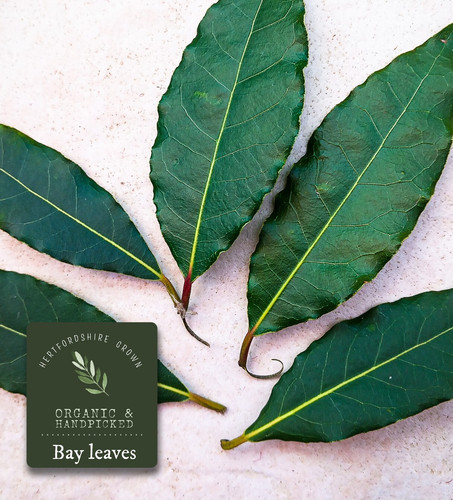 Bay leaves freshly picked - leaves,,