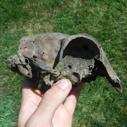 Historic subfossil sheep goat - historic, sheep/goat