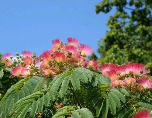 Albizia julibrissin rosea 9cm - albizia,