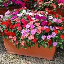 Impatiens mini plug plants