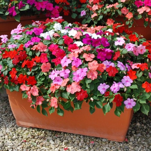 Impatiens mini plug plants