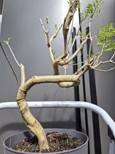 part trained yamadori fraxinus