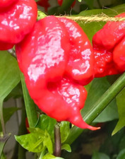 Carolina Reaper Chilli Hot Pepper Seeds FRESH 2023 SEEDS WORLDS HOTTEST CHILLI