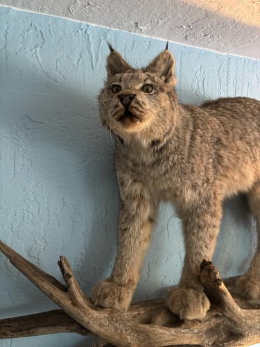 Life size alaskan - life, lynx