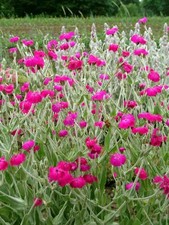 3 X Lychnis Coronaria Silene Rose Campion Perennial Bright Pink Plants